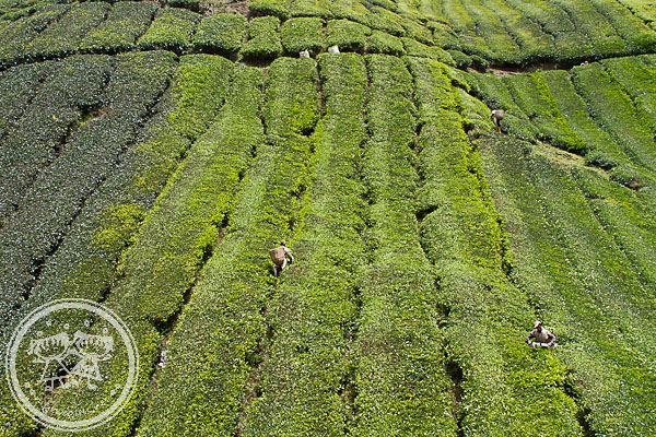 Workers working at Sungai Palas Tea Plantation